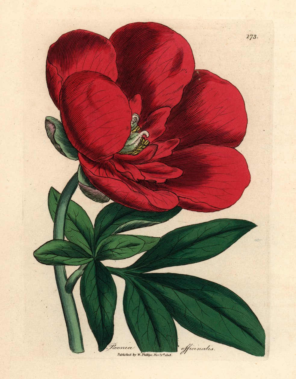 Crimson peon, Paeonia officinalis, fra en botanisk illustrasjon av James Sowerby fra William Woodville og Sir William Jackson Hookers "Medical Botany" 1832 (håndfarget kobberstikk) av James (after) Sowerby