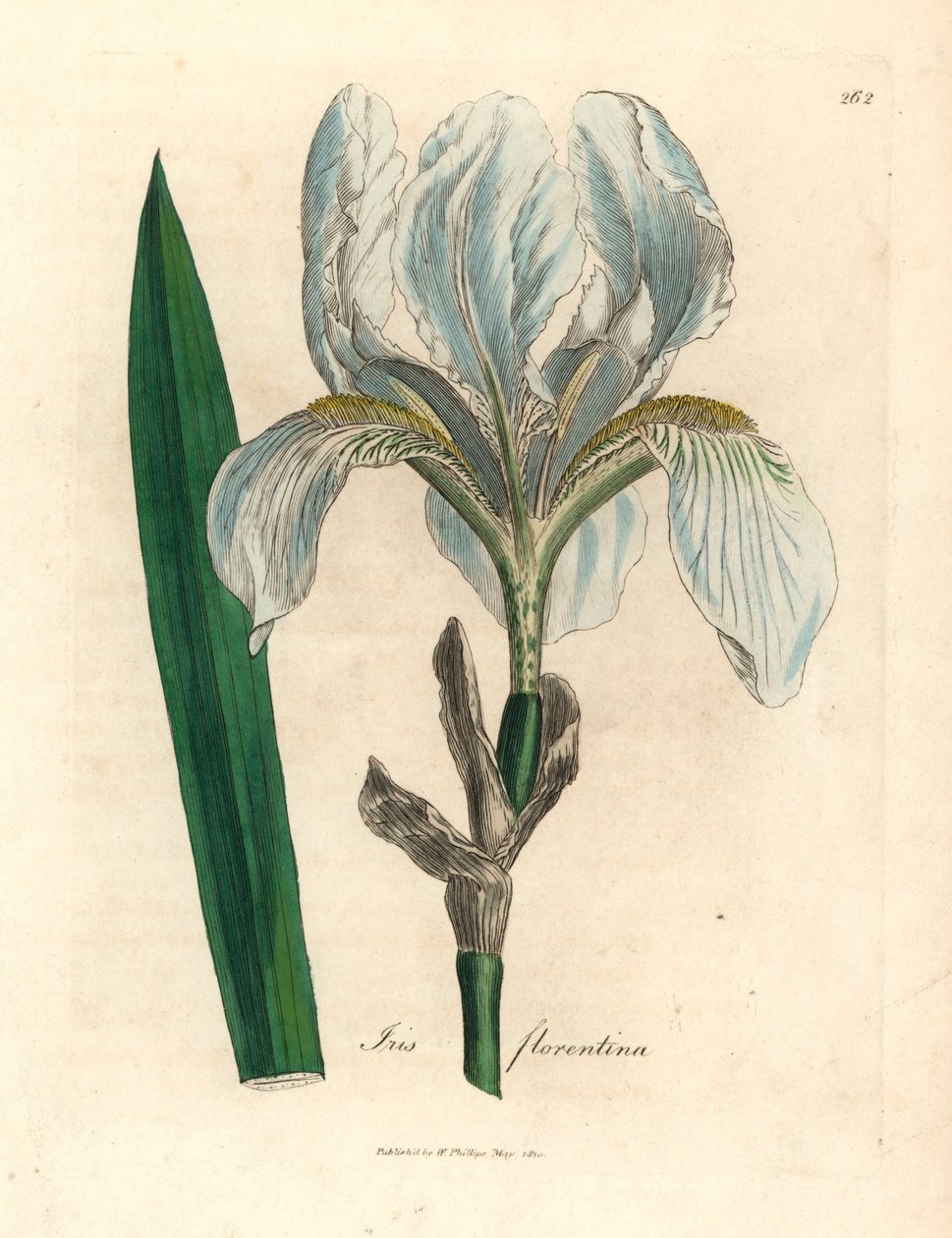 Florentinsk iris, Iris florentina, fra en botanisk illustrasjon av James Sowerby fra William Woodville og Sir William Jackson Hookers "Medical Botany" 1832 (håndfarget kobberstikk) av James (after) Sowerby