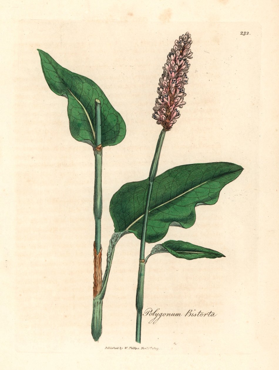 Greater bistort, Polygonum bistorta, fra en botanisk illustrasjon av James Sowerby fra William Woodville og Sir William Jackson Hookers "Medical Botany" 1832 (håndfarget kobberstikk) av James (after) Sowerby