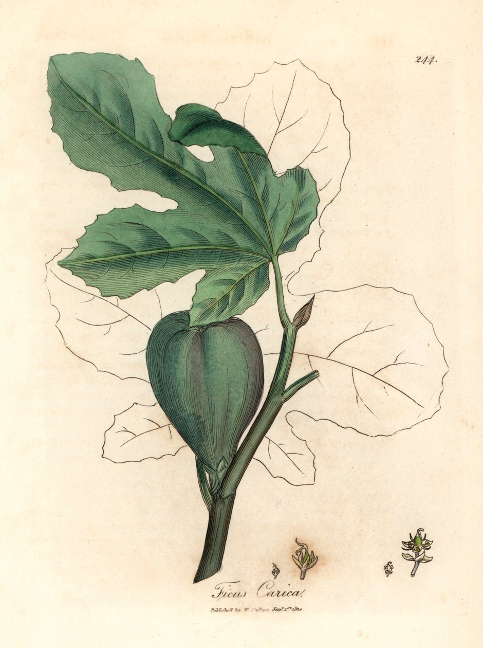 Grønn fiken, frukt, blader, bladomriss, Ficus carica, fra en botanisk illustrasjon av James Sowerby fra William Woodville og Sir William Jackson Hookers "Medical Botany" 1832 (håndfarget kobberstikk) av James (after) Sowerby