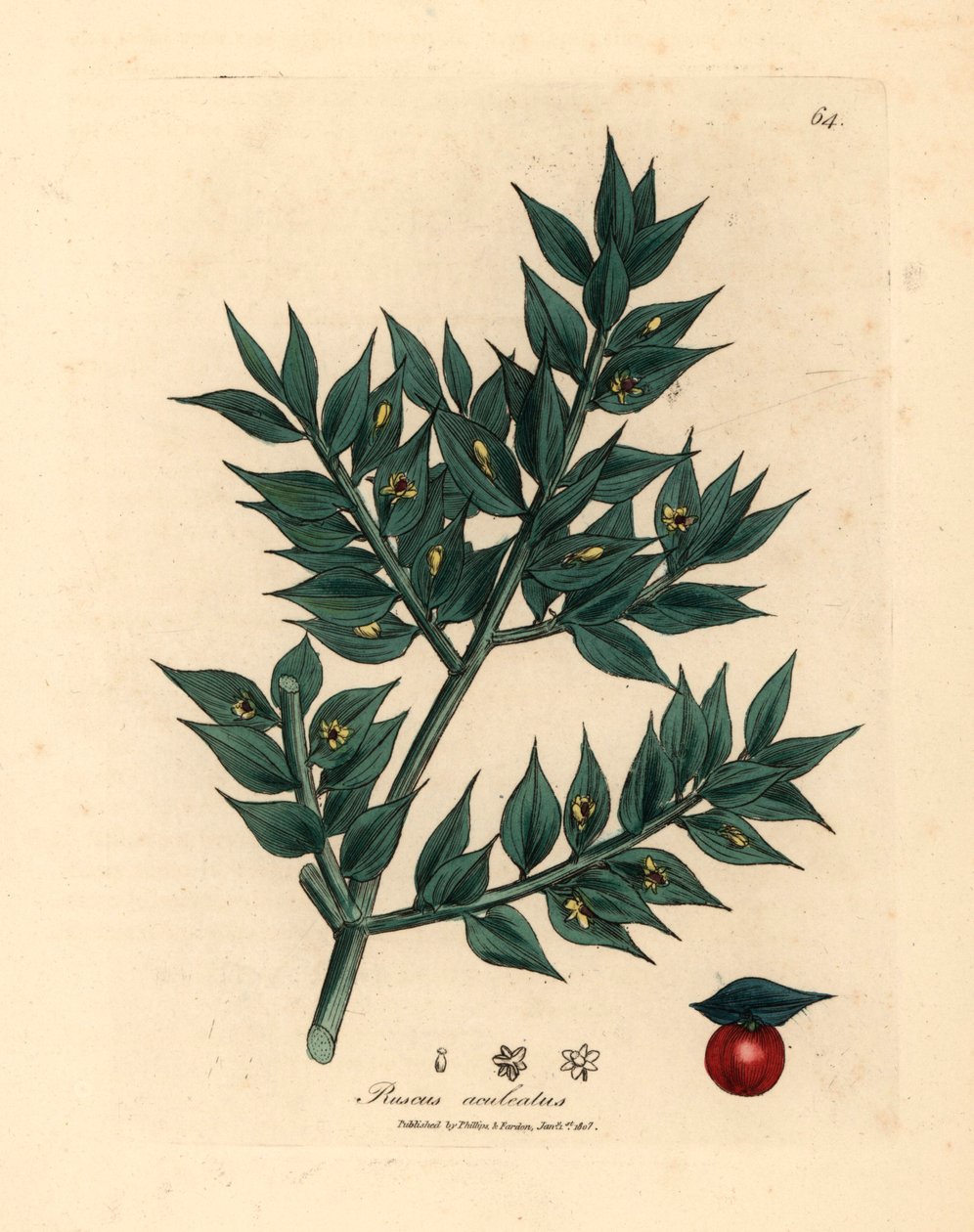 Grønnblomstret slakterkost, Ruscus aculeatus, fra en botanisk illustrasjon av James Sowerby fra William Woodville og Sir William Jackson Hookers "Medical Botany" 1832 (håndfarget kobberstikk) av James (after) Sowerby