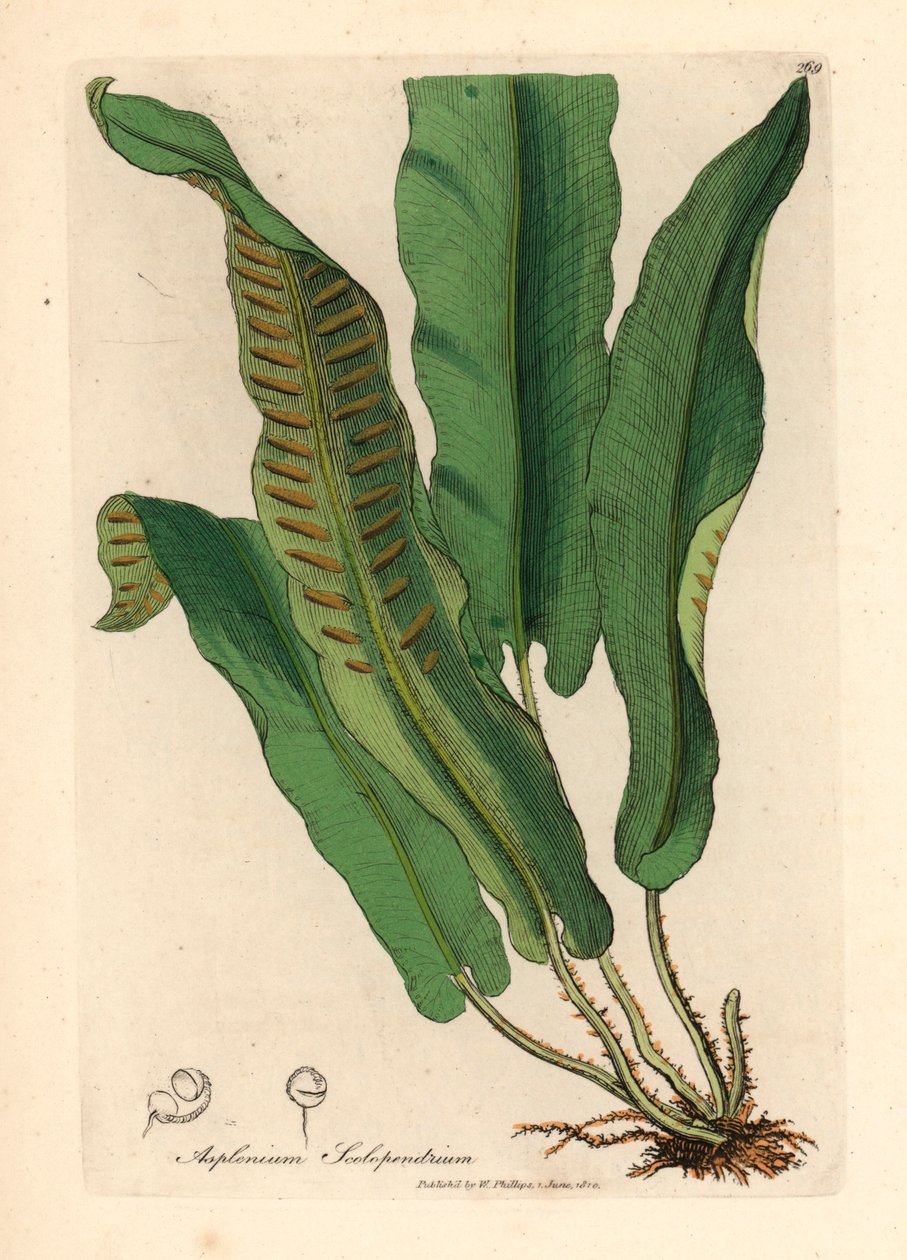 Harts-tongue bregne, Asplenium scolopendrium, fra en botanisk illustrasjon av James Sowerby fra William Woodville og Sir William Jackson Hookers "Medical Botany" 1832 (håndfarget kobberstikk) av James (after) Sowerby