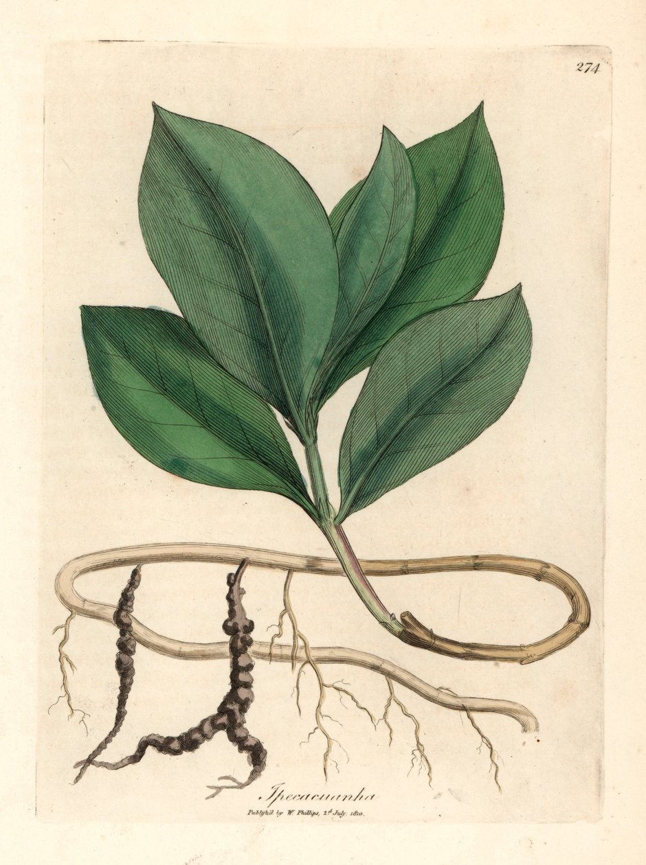 Ipecacuan, Ipecacuanha, fra en botanisk illustrasjon av James Sowerby fra William Woodville og Sir William Jackson Hookers "Medical Botany" 1832 (håndfarget kobberstikk) av James (after) Sowerby