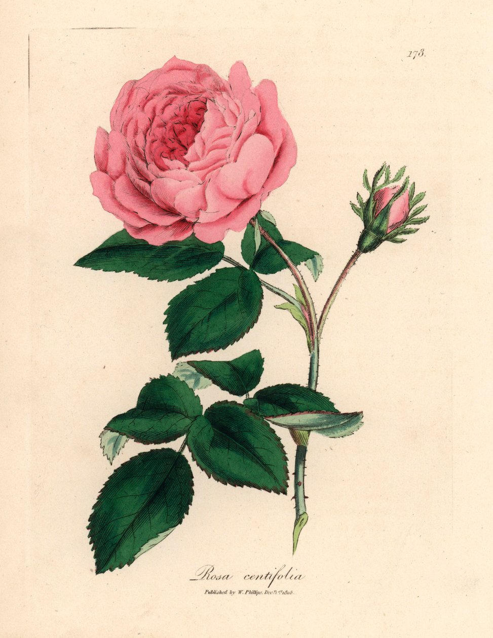 Stor rosa hundrebladet rose, Rosa centifolia, fra en botanisk illustrasjon av James Sowerby fra William Woodville og Sir William Jackson Hookers "Medical Botany" 1832 (håndfarget kobberstikk) av James (after) Sowerby