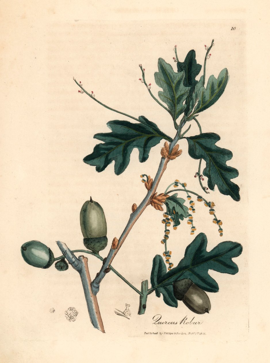 Blader og eikenøtter av vanlig eik, Quercus robur, fra en botanisk illustrasjon av James Sowerby fra William Woodville og Sir William Jackson Hookers "Medical Botany" 1832 (håndfarget kobberstikk) av James (after) Sowerby
