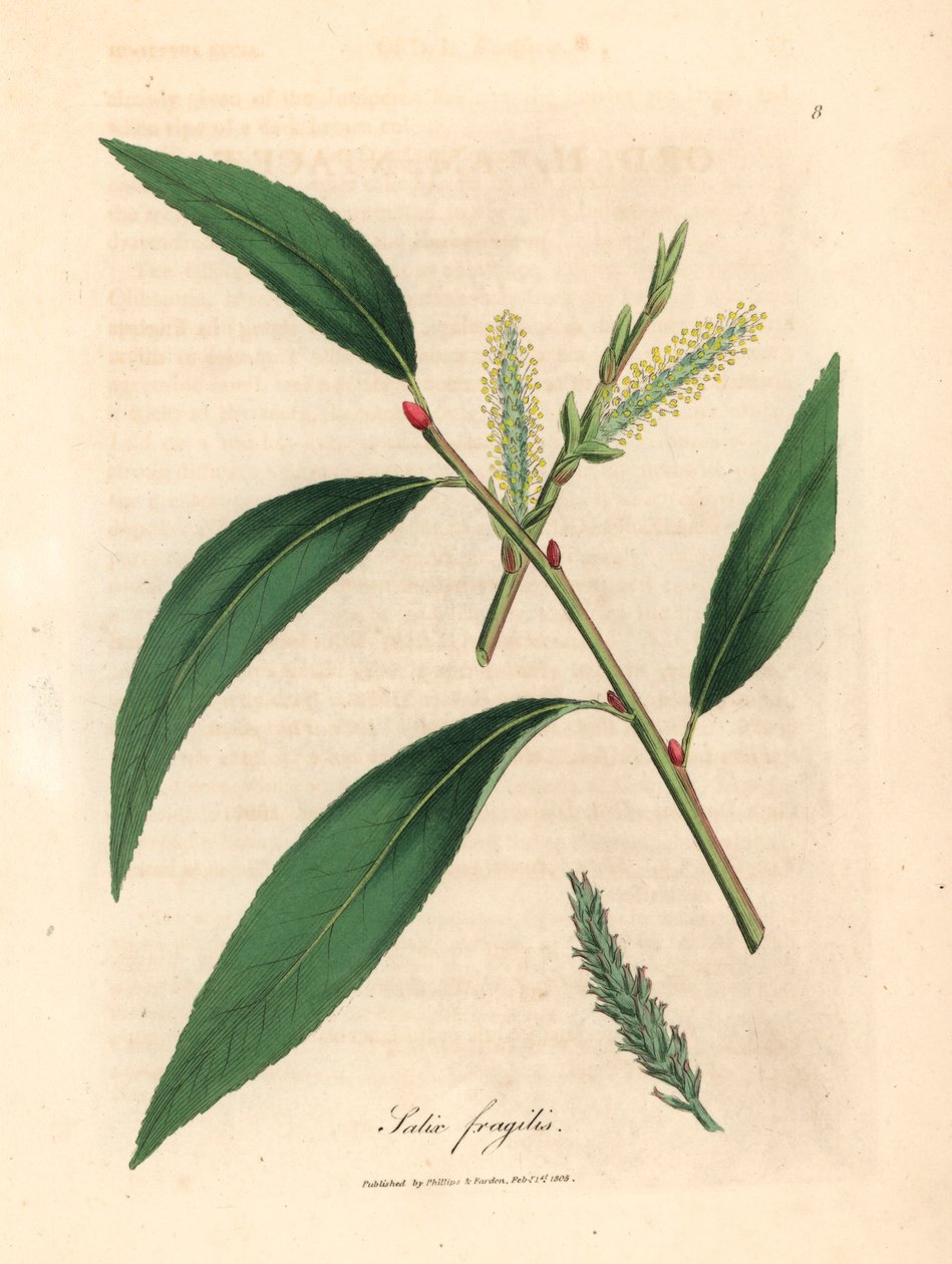 Blader og rakler av crack willow tree, Salix fragilis, fra en botanisk illustrasjon av James Sowerby fra William Woodville og Sir William Jackson Hookers "Medical Botany" 1832 (håndfarget kobberstikk) av James (after) Sowerby