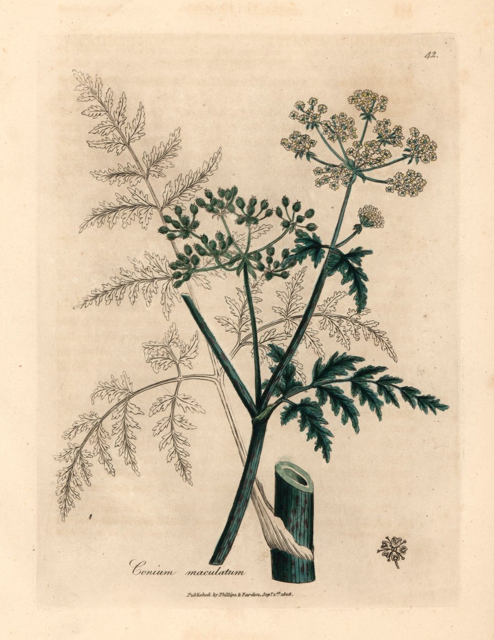 Blader og blomster av hemlock, Conium maculatum, fra en botanisk illustrasjon av James Sowerby fra William Woodville og Sir William Jackson Hookers "Medical Botany" 1832 (håndfarget kobberstikk) av James (after) Sowerby