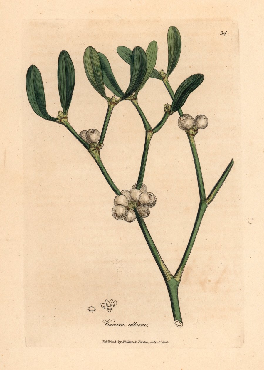 Blader og hvite bær av misteltein, Viscum-album, fra en botanisk illustrasjon av James Sowerby fra William Woodville og Sir William Jackson Hookers "Medical Botany" 1832 (håndfarget kobberstikk) av James (after) Sowerby