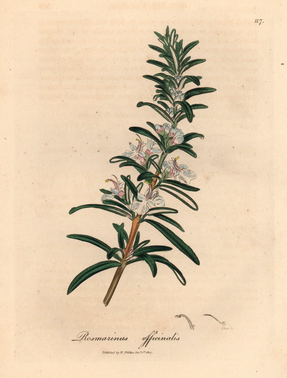 Lyseblå blomstret rosmarin, Rosmarinus officinalis, fra en botanisk illustrasjon av James Sowerby fra William Woodville og Sir William Jackson Hookers "Medical Botany" 1832 (håndfarget kobberstikk) av James (after) Sowerby