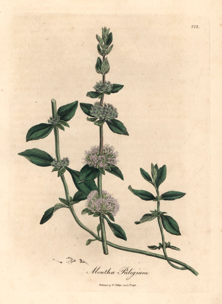 Syrinblomstret pennyroyal mynte, Mentha pulegium, fra en botanisk illustrasjon av James Sowerby fra William Woodville og Sir William Jackson Hookers "Medical Botany" 1832 (håndfarget kobberstikk) av James (after) Sowerby