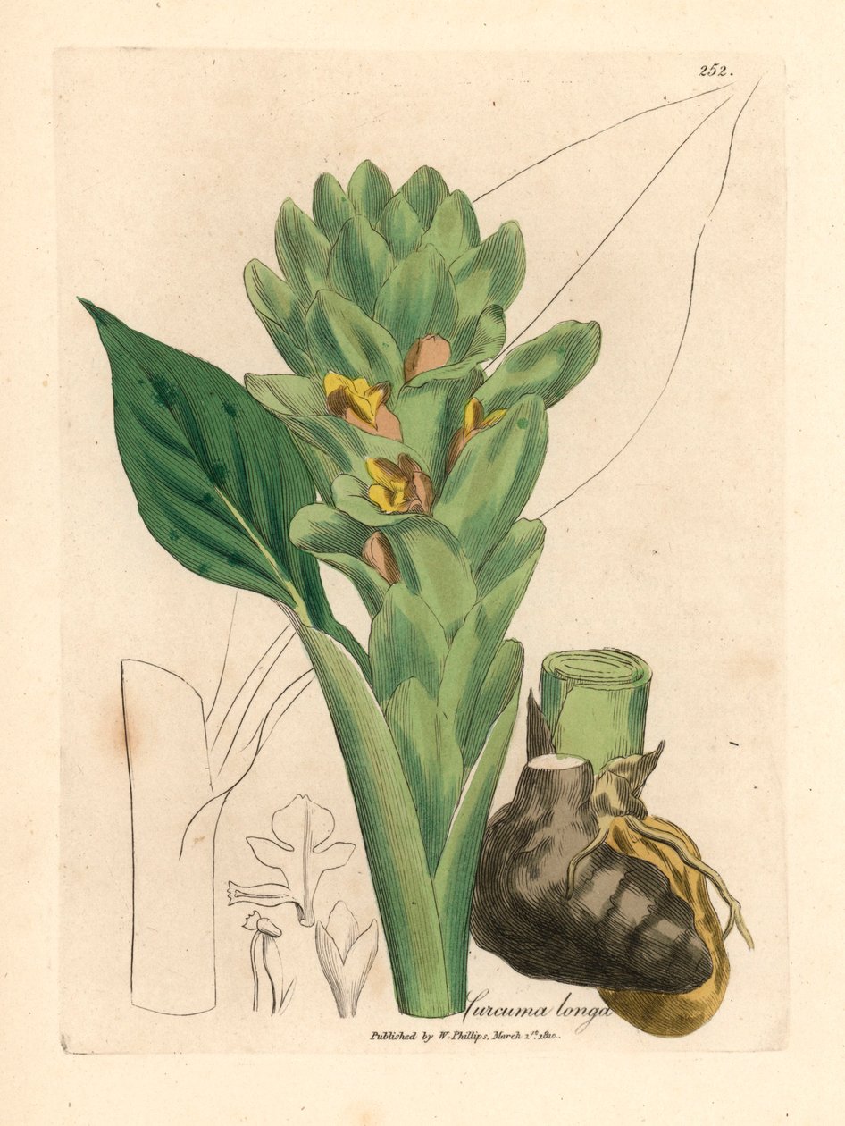 Langrotet gurkemeie, Curcuma longa, fra en botanisk illustrasjon av James Sowerby fra William Woodville og Sir William Jackson Hookers "Medical Botany" 1832 (håndfarget kobberstikk) av James (after) Sowerby