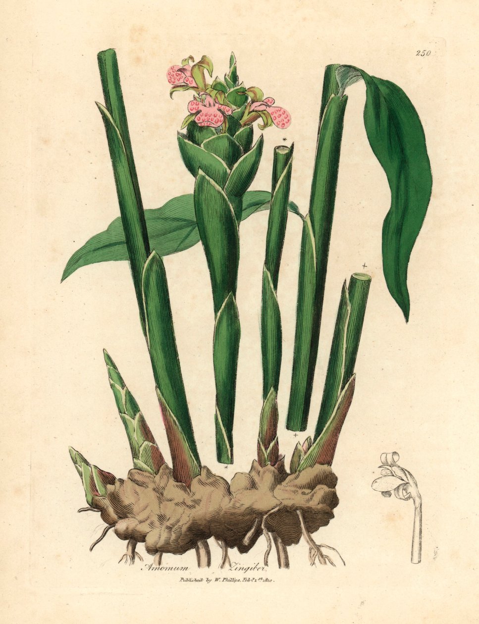 Smalbladet ingefær, Zingiber officinale , fra en botanisk illustrasjon av James Sowerby fra William Woodville og Sir William Jackson Hookers "Medical Botany" 1832 (håndfarget kobberstikk) av James (after) Sowerby