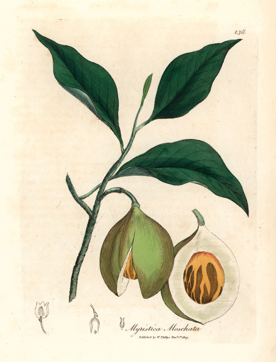 Muskat og mace tree, Myristica moschata, Myristica fragrans, fra en botanisk illustrasjon av James Sowerby fra William Woodville og Sir William Jackson Hookers "Medical Botany" 1832 (håndfarget kobberstikk) av James (after) Sowerby