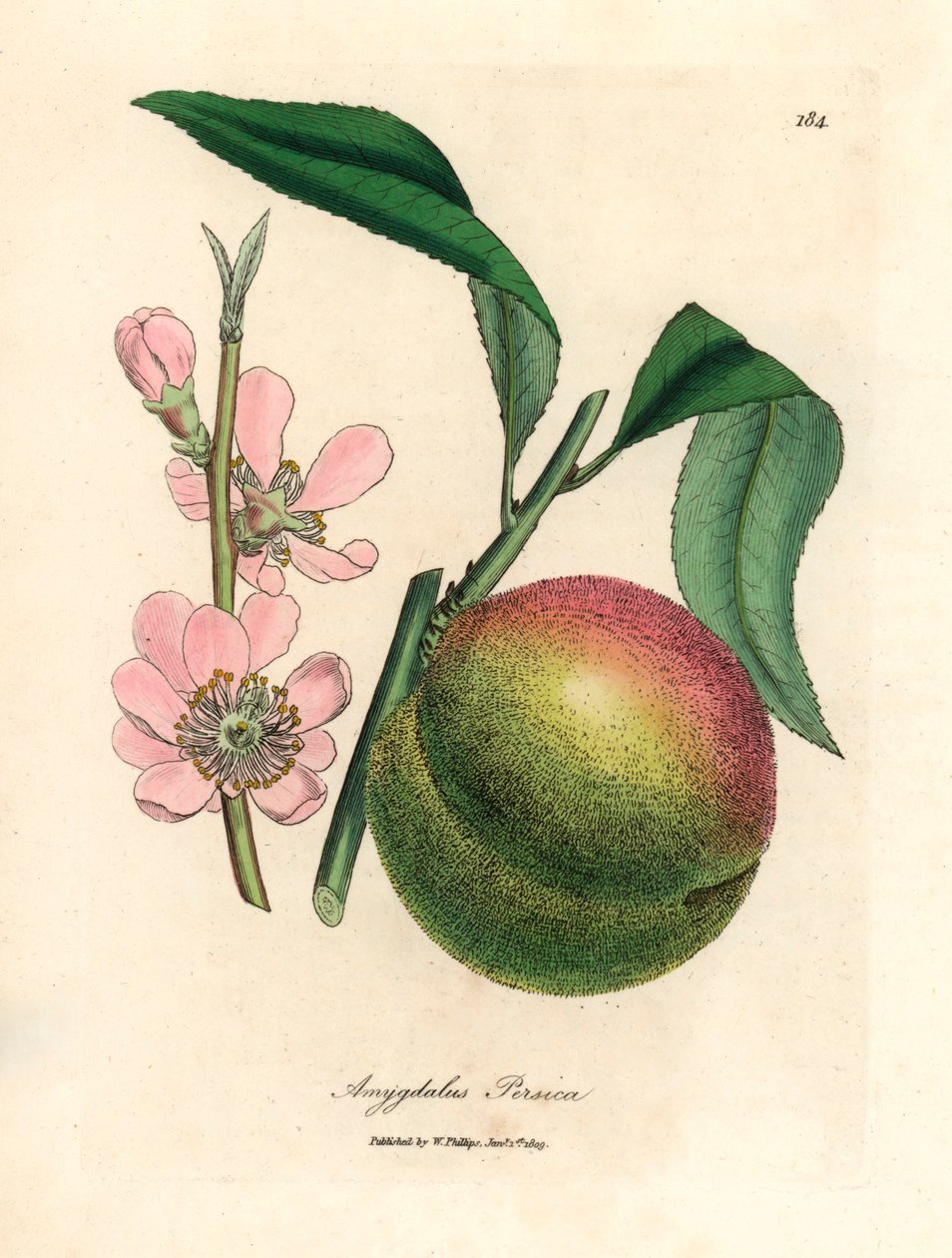 Ferskentre med moden frukt og rosa blomst, Amygdalus persica, fra en botanisk illustrasjon av James Sowerby fra William Woodville og Sir William Jackson Hookers "Medical Botany" 1832 (håndfarget kobberstikk) av James (after) Sowerby