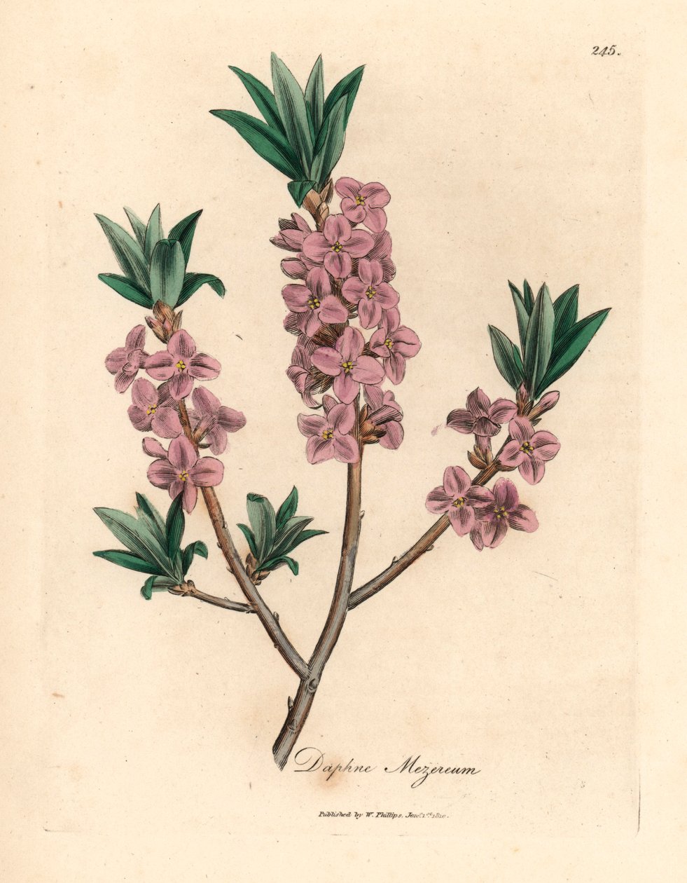 Rosablomstret mezereon, Daphne mezereum, fra en botanisk illustrasjon av James Sowerby fra William Woodville og Sir William Jackson Hookers "Medical Botany" 1832 (håndfarget kobberstikk) av James (after) Sowerby