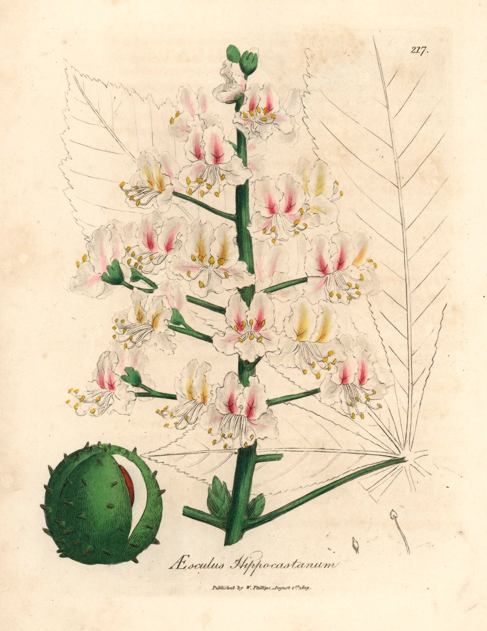 Rosa blomst og frukt av hestekastanjetreet, Aesculus hippocastanum, fra en botanisk illustrasjon av James Sowerby fra William Woodville og Sir William Jackson Hookers "Medical Botany" 1832 (håndfarget kobberstikk) av James (after) Sowerby