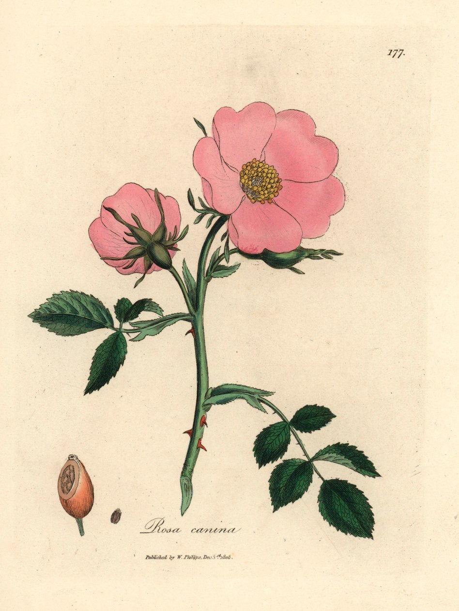 Rosa hunderose med nype, Rosa canina, fra en botanisk illustrasjon av James Sowerby fra William Woodville og Sir William Jackson Hookers "Medical Botany" 1832 (håndfarget kobberstikk) av James (after) Sowerby