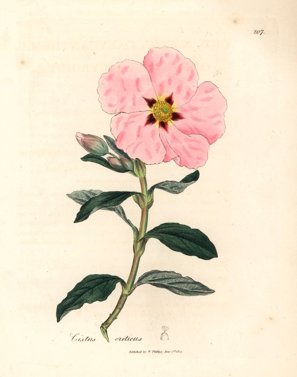 Rosablomstret kretisk cistus, Cistus creticus, fra en botanisk illustrasjon av James Sowerby fra William Woodville og Sir William Jackson Hookers "Medical Botany" 1832 (håndfarget kobberstikk) av James (after) Sowerby