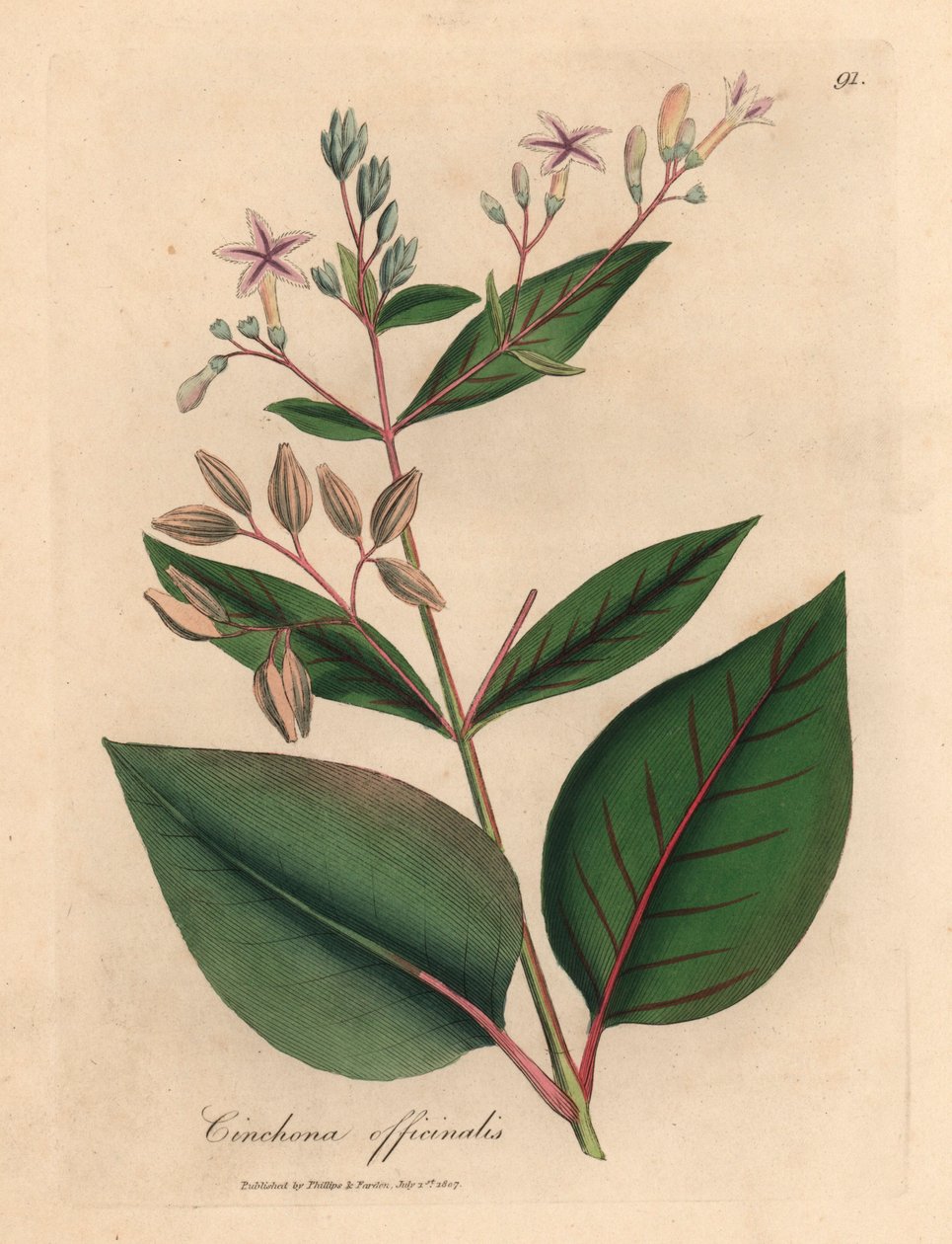 Rosablomstret peruansk barktre, Cinchona officinalis, fra en botanisk illustrasjon av James Sowerby fra William Woodville og Sir William Jackson Hookers "Medical Botany" 1832 (håndfarget kobberstikk) av James (after) Sowerby