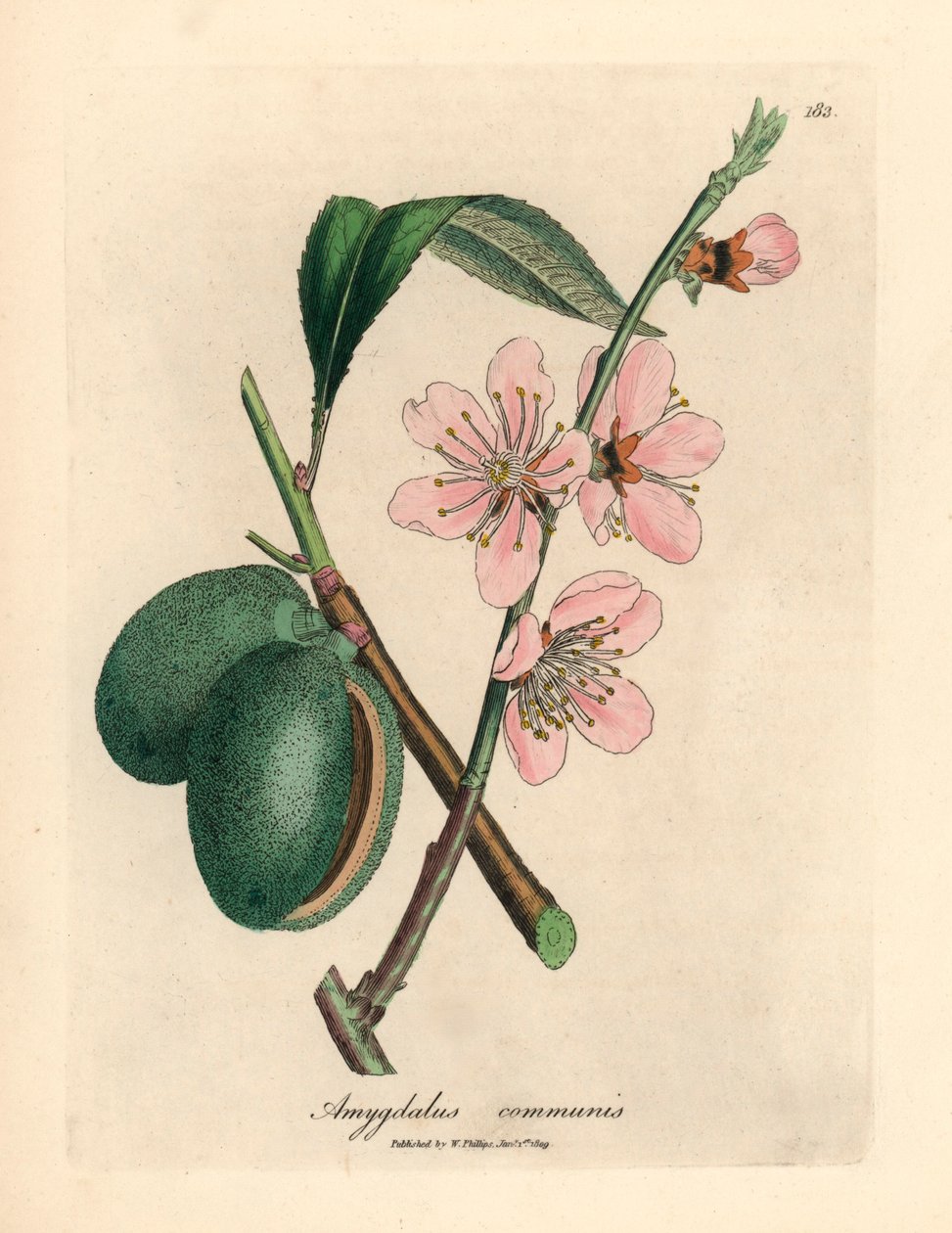 Rosa blomstret mandeltre, Amygdalus communis, fra en botanisk illustrasjon av James Sowerby fra William Woodville og Sir William Jackson Hookers "Medical Botany" 1832 (håndfarget kobberstikk) av James (after) Sowerby