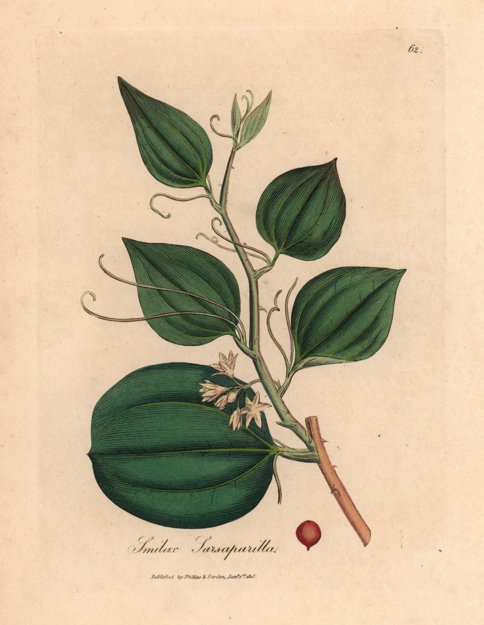 Rosa blomstret og bær av sarsaparilla smilax, Smilax sarsaparilla, fra en botanisk illustrasjon av James Sowerby fra William Woodville og Sir William Jackson Hookers "Medical Botany" 1832 (håndfarget kobberstikk) av James (after) Sowerby