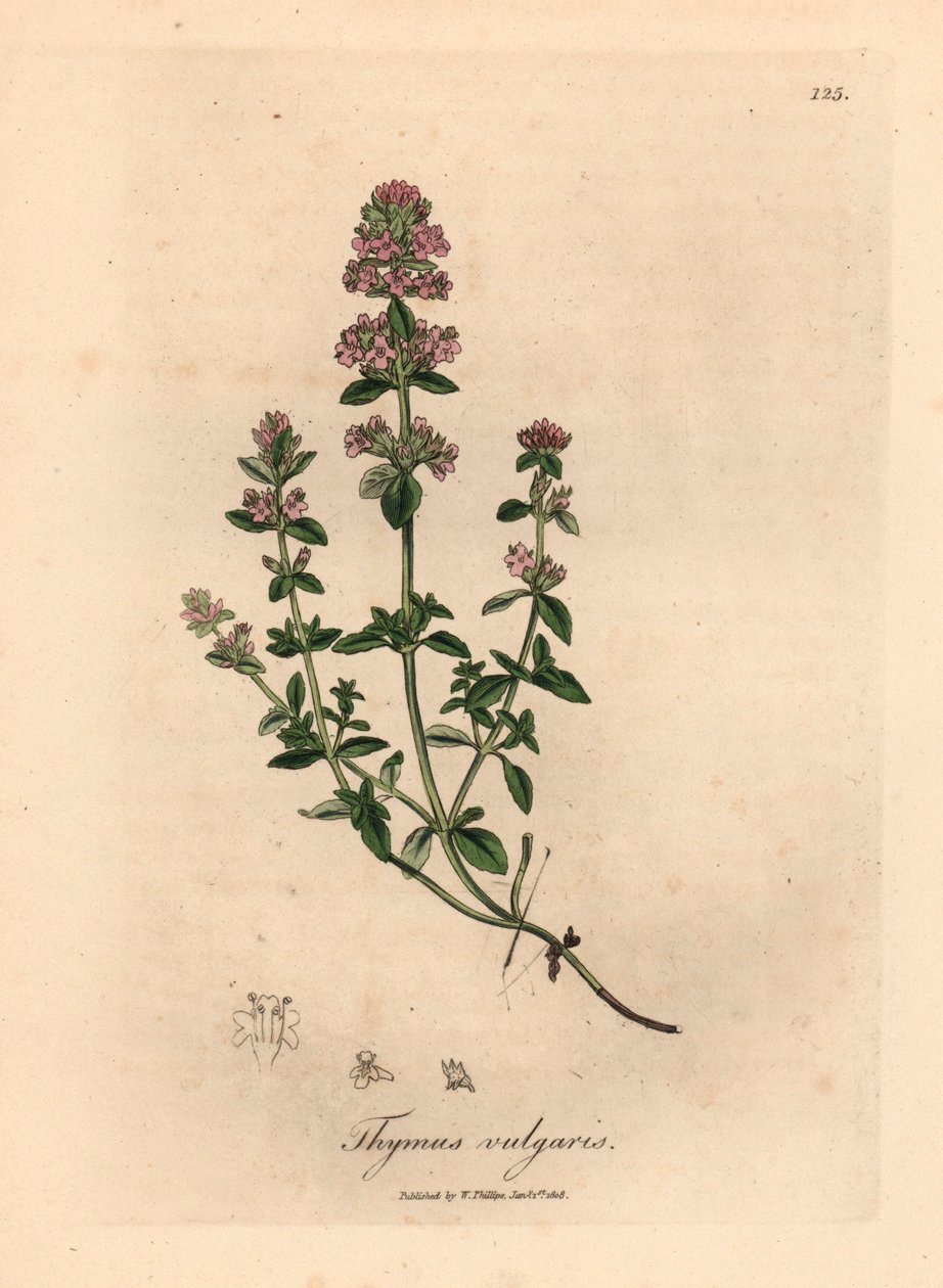 Rosa blomstret hagetimian, Thymus vulgaris, fra en botanisk illustrasjon av James Sowerby fra William Woodville og Sir William Jackson Hookers "Medical Botany" 1832 (håndfarget kobberstikk) av James (after) Sowerby