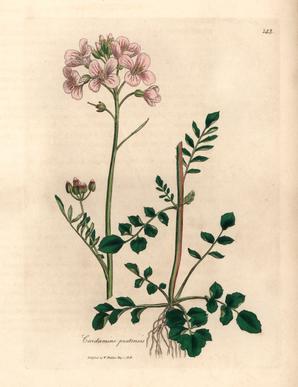 Rosa blomsterkjole eller gjøkblomst, Cardamine pratensis, fra en botanisk illustrasjon av James Sowerby fra William Woodville og Sir William Jackson Hookers "Medical Botany" 1832 (håndfarget kobberstikk) av James (after) Sowerby