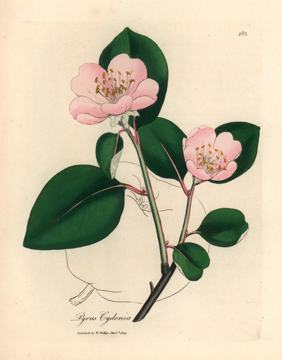 Rosa blomstret kvedetre, Pyrus cydonia, fra en botanisk illustrasjon av James Sowerby fra William Woodville og Sir William Jackson Hookers "Medical Botany" 1832 (håndfarget kobberstikk) av James (after) Sowerby