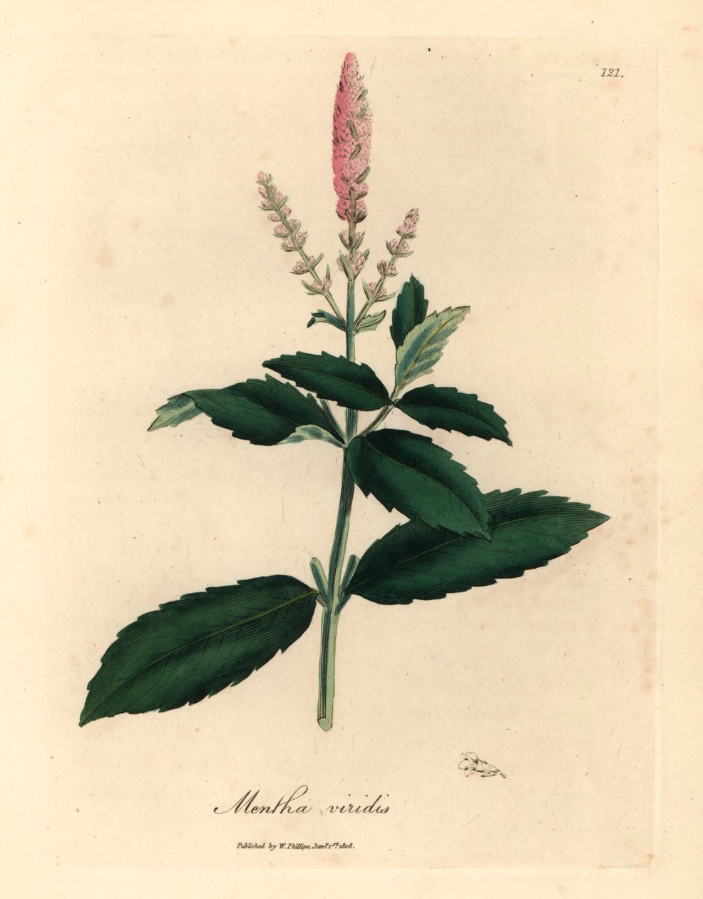 Rosa blomstermynte, Mentha viridis, fra en botanisk illustrasjon av James Sowerby fra William Woodville og Sir William Jackson Hookers "Medical Botany" 1832 (håndfarget kobberstikk) av James (after) Sowerby