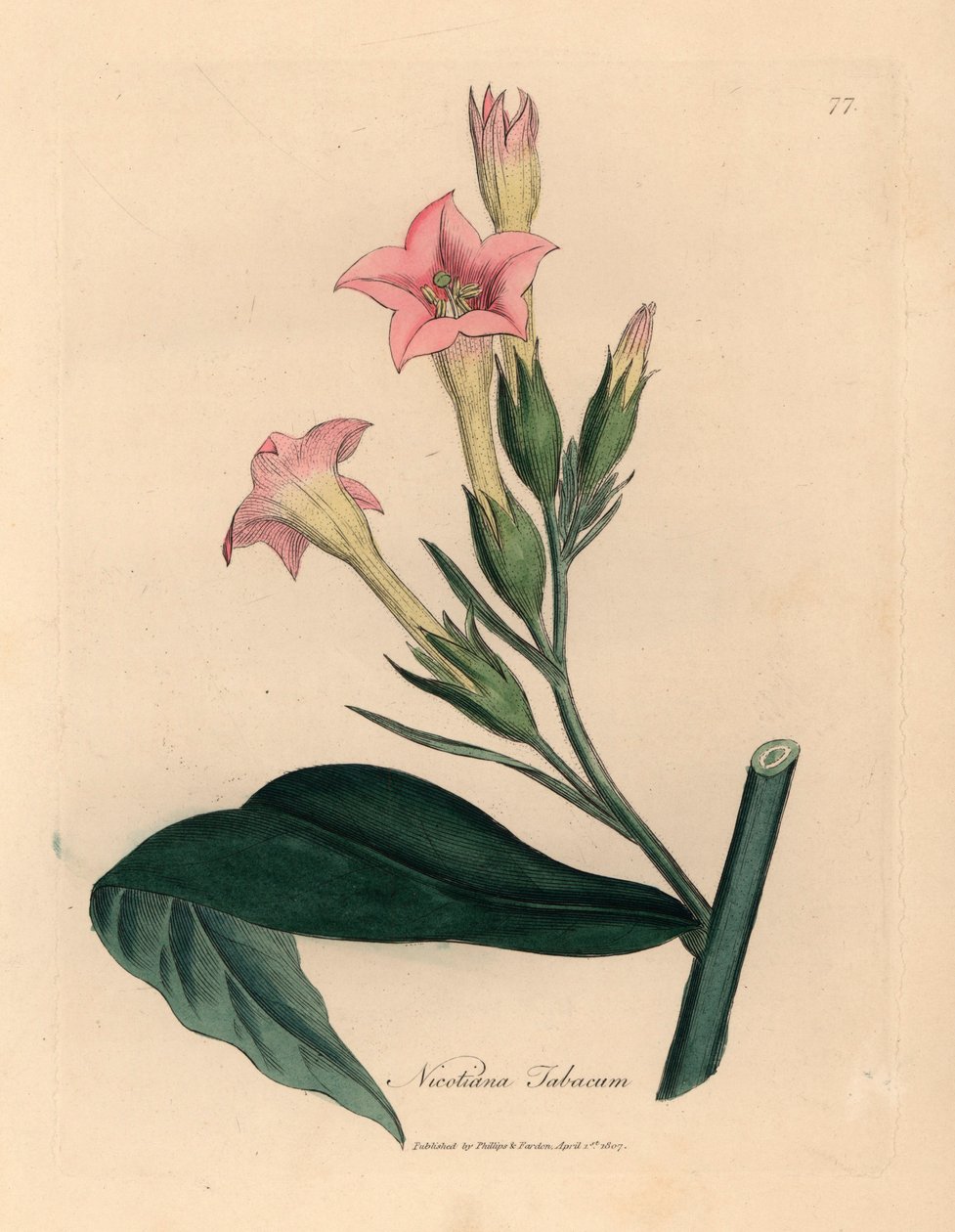 Rosa blomstret tobakksplante, Nicotiana tabacum, fra en botanisk illustrasjon av James Sowerby fra William Woodville og Sir William Jackson Hookers "Medical Botany" 1832 (håndfarget kobberstikk) av James (after) Sowerby