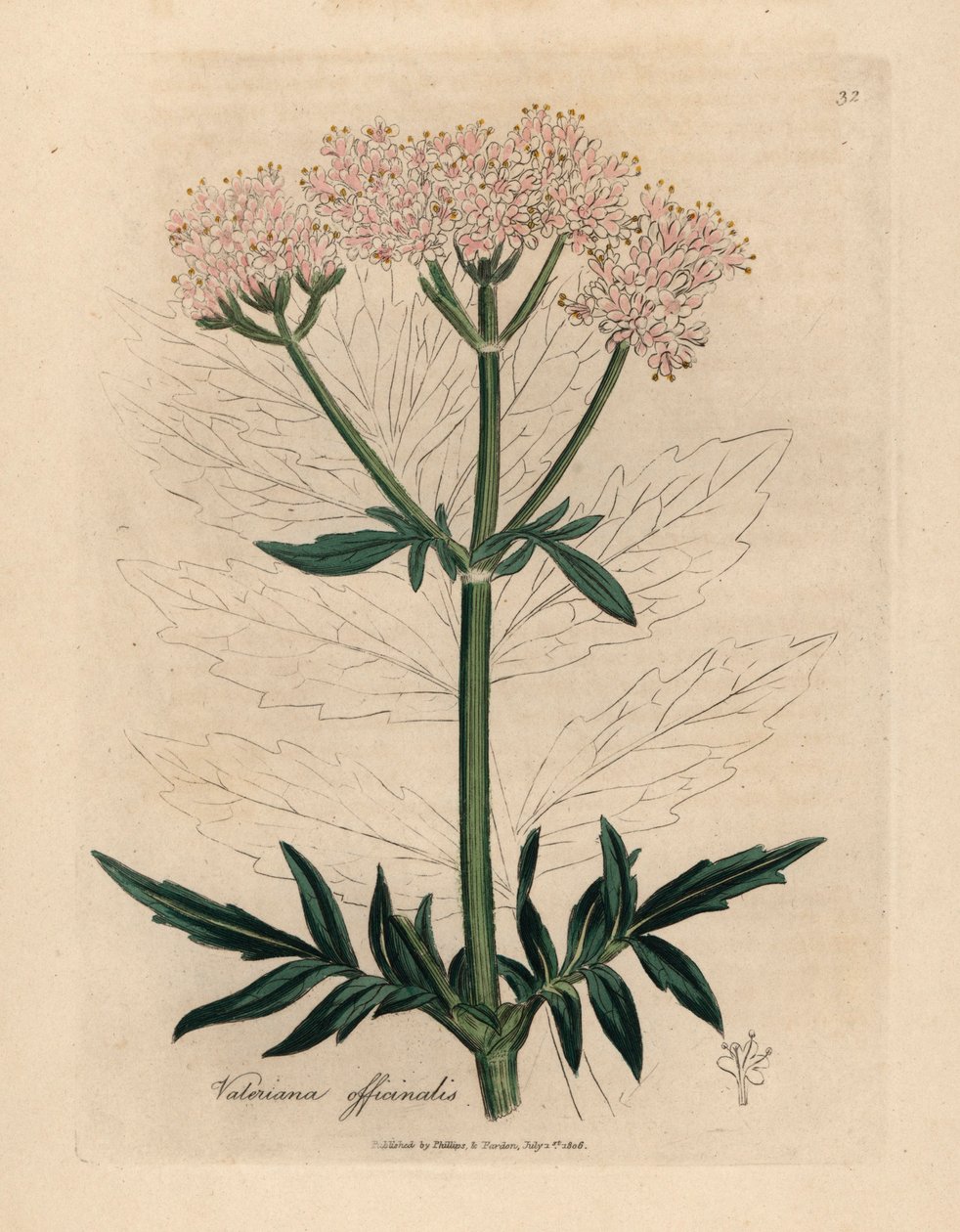 Rosa blomstret valerian, Valeriana officinalis, fra en botanisk illustrasjon av James Sowerby fra William Woodville og Sir William Jackson Hookers "Medical Botany" 1832 (håndfarget kobberstikk) av James (after) Sowerby