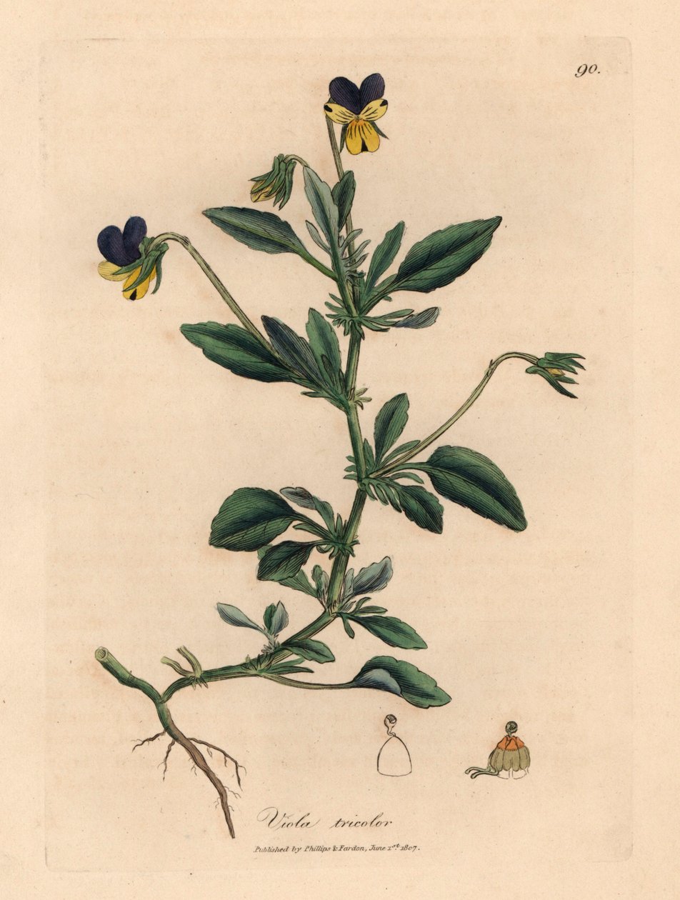 Lilla og gul stemorsblomst, Viola tricolor, fra en botanisk illustrasjon av James Sowerby fra William Woodville og Sir William Jackson Hookers "Medical Botany" 1832 (håndfarget kobberstikk) av James (after) Sowerby