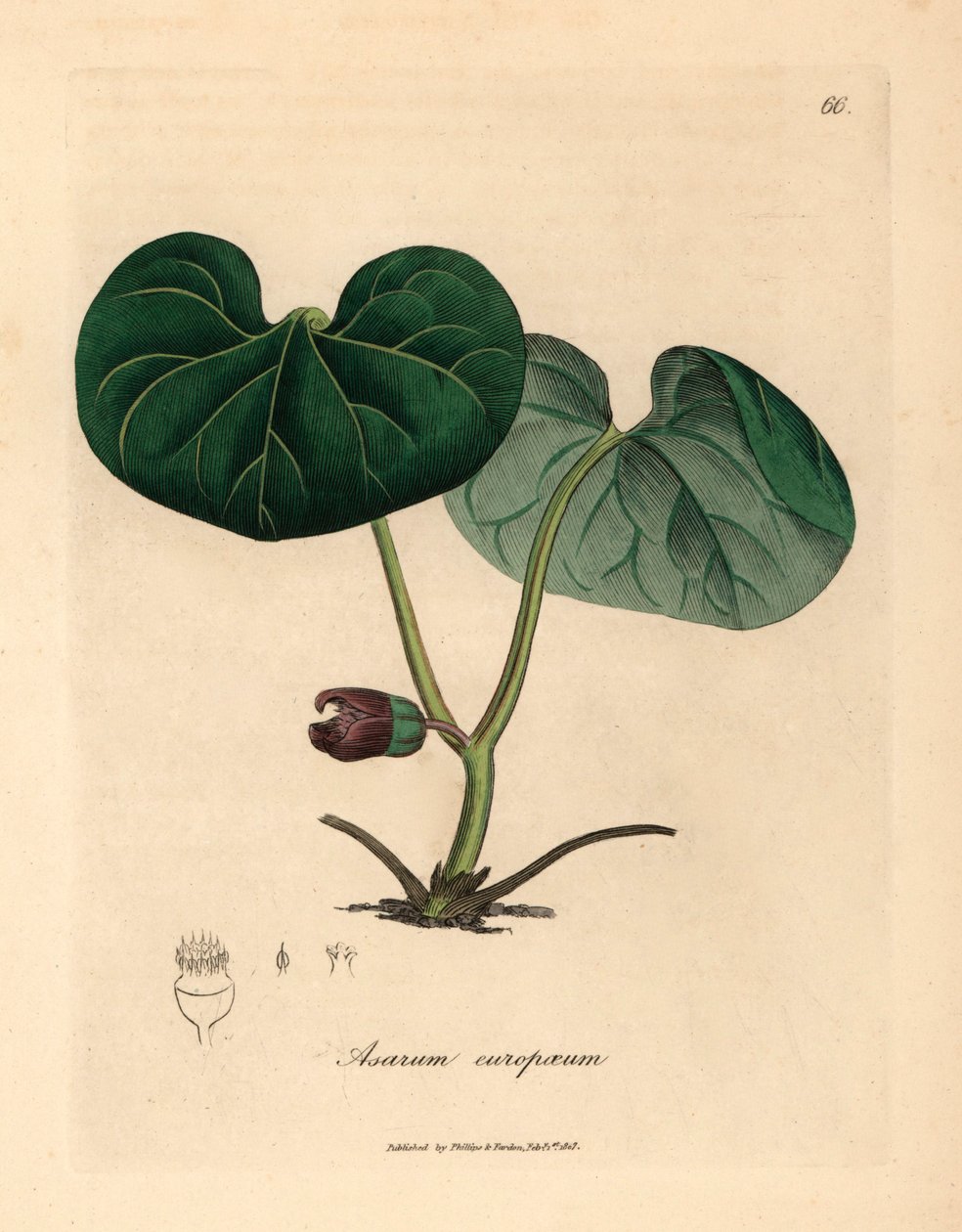 Lillablomstret asarabacca, eller vill ingefær, Asarum europaeum, fra en botanisk illustrasjon av James Sowerby fra William Woodville og Sir William Jackson Hookers "Medical Botany" 1832 (håndfarget kobberstikk) av James (after) Sowerby
