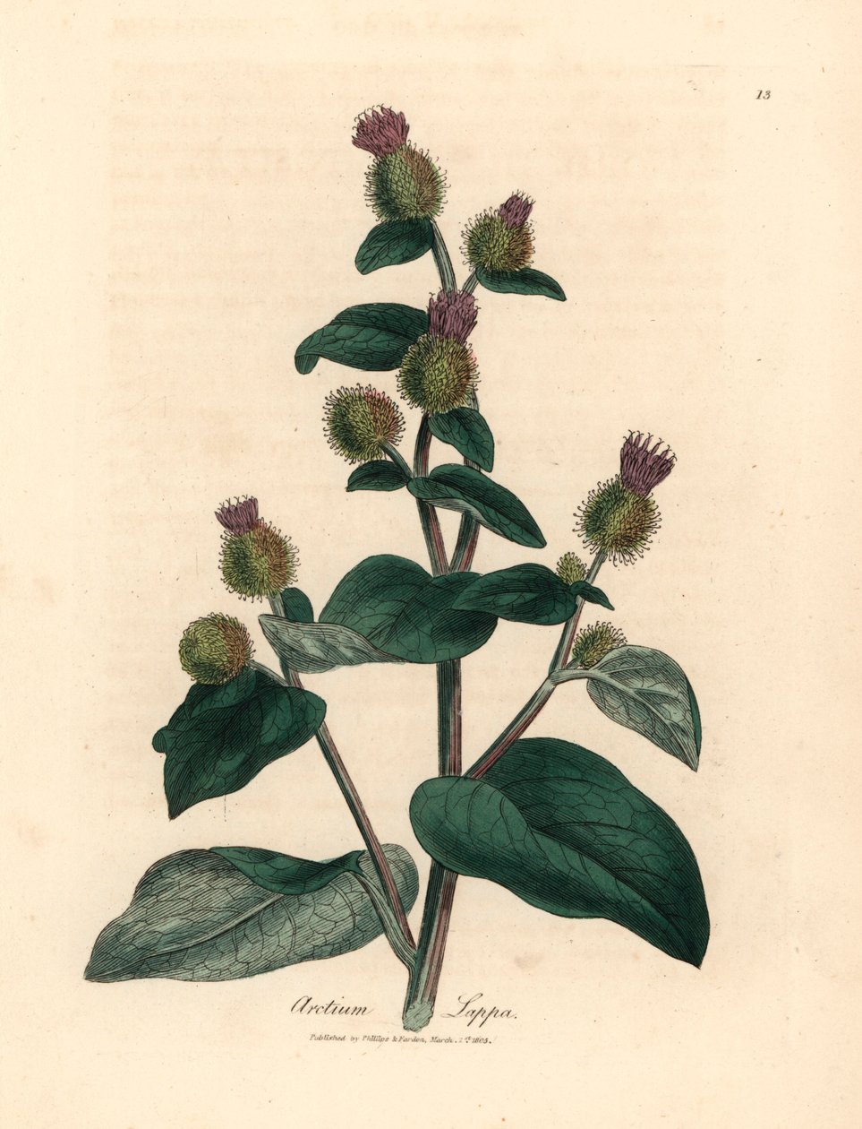 Lilla blomstret burdock, Arctium lappa, fra en botanisk illustrasjon av James Sowerby fra William Woodville og Sir William Jackson Hookers "Medical Botany" 1832 (håndfarget kobberstikk) av James (after) Sowerby