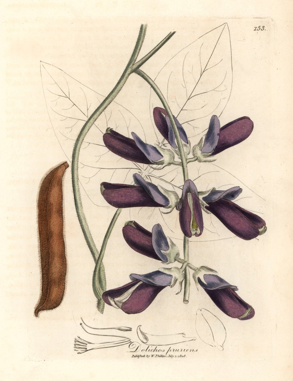 Lilla blomstret kuhhag dolichos, Dolichos pruriens, fra en botanisk illustrasjon av James Sowerby fra William Woodville og Sir William Jackson Hookers "Medical Botany" 1832 (håndfarget kobberstikk) av James (after) Sowerby