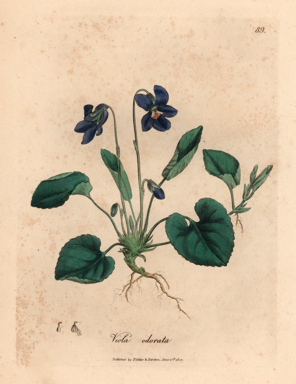 Lillablomstret søt fiolett, Viola odorata, fra en botanisk illustrasjon av James Sowerby fra William Woodville og Sir William Jackson Hookers "Medical Botany" 1832 (håndfarget kobberstikk) av James (after) Sowerby