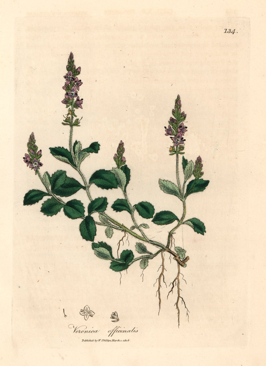 Lillablomstret veronica, Veronica officinalis, fra en botanisk illustrasjon av James Sowerby fra William Woodville og Sir William Jackson Hookers "Medical Botany" 1832 (håndfarget kobberstikk) av James (after) Sowerby