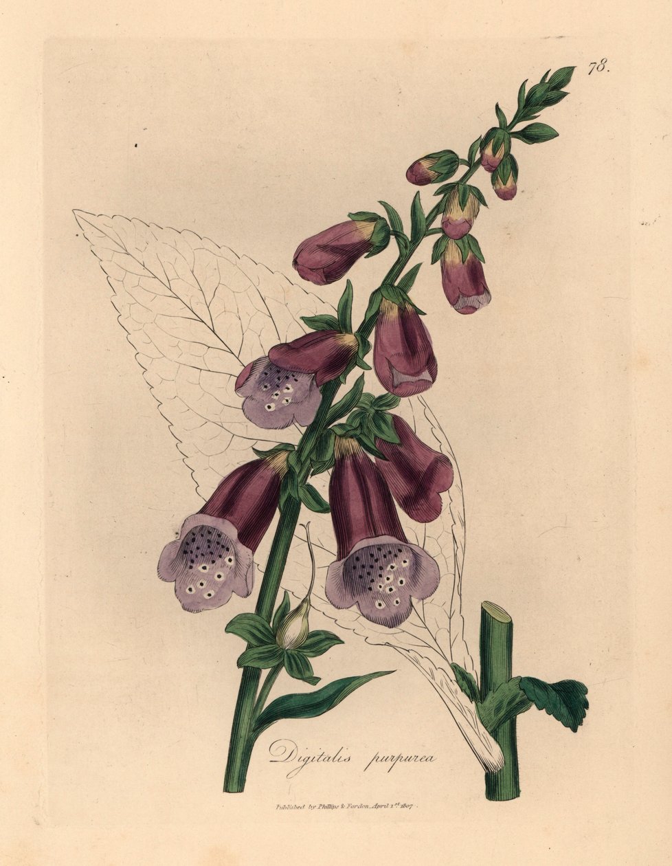 Lilla revebjelle, Digitalis purpurea, fra en botanisk illustrasjon av James Sowerby fra William Woodville og Sir William Jackson Hookers "Medical Botany" 1832 (håndfarget kobberstikk) av James (after) Sowerby
