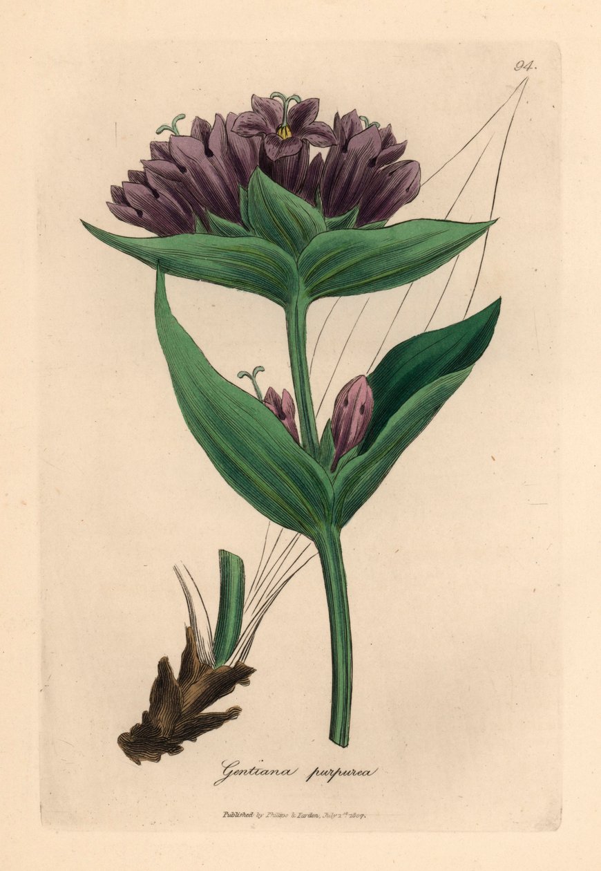 Lilla gentian, Gentiana purpurea, fra en botanisk illustrasjon av James Sowerby fra William Woodville og Sir William Jackson Hookers "Medical Botany" 1832 (håndfarget kobberstikk) av James (after) Sowerby