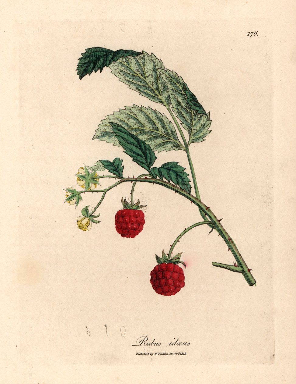 Bringebærbusk med moden frukt og gule blomster, Rubus idaeus, fra en botanisk illustrasjon av James Sowerby fra William Woodville og Sir William Jackson Hookers "Medical Botany" 1832 (håndfarget kobberstikk) av James (after) Sowerby