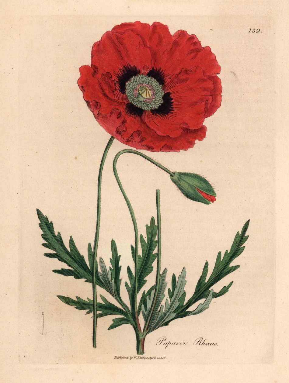 Rød eller maisvalmue, Papaver rhoeas, fra en botanisk illustrasjon av James Sowerby fra William Woodville og Sir William Jackson Hookers "Medical Botany" 1832 (håndfarget kobberstikk) av James (after) Sowerby