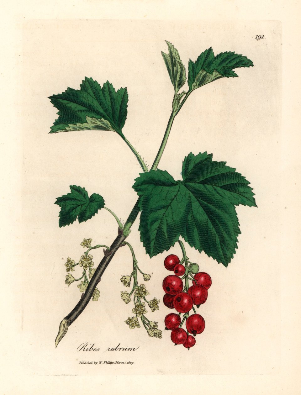 Rips-tre, Ribes rubrum, fra en botanisk illustrasjon av James Sowerby fra William Woodville og Sir William Jackson Hookers "Medical Botany" 1832 (håndfarget kobberstikk) av James (after) Sowerby