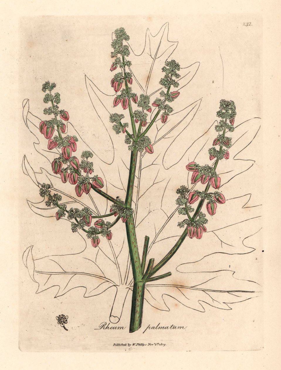 Rubarbblomster og stilk, bladomriss, Rheum palmatum, fra en botanisk illustrasjon av James Sowerby fra William Woodville og Sir William Jackson Hookers "Medical Botany" 1832 (håndfarget kobberstikk) av James (after) Sowerby