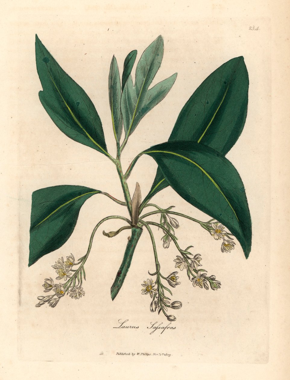 Sassafras-tre, Laurus sassafras, fra en botanisk illustrasjon av James Sowerby fra William Woodville og Sir William Jackson Hookers "Medical Botany" 1832 (håndfarget kobberstikk) av James (after) Sowerby