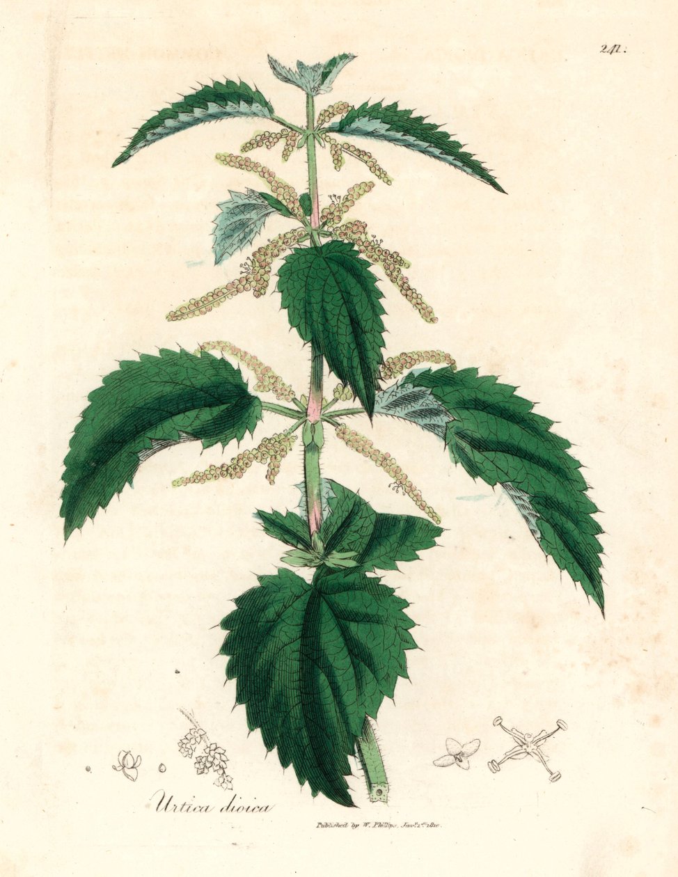 Brennesle, Urtica dioica, fra en botanisk illustrasjon av James Sowerby fra William Woodville og Sir William Jackson Hookers "Medical Botany" 1832 (håndfarget kobberstikk) av James (after) Sowerby