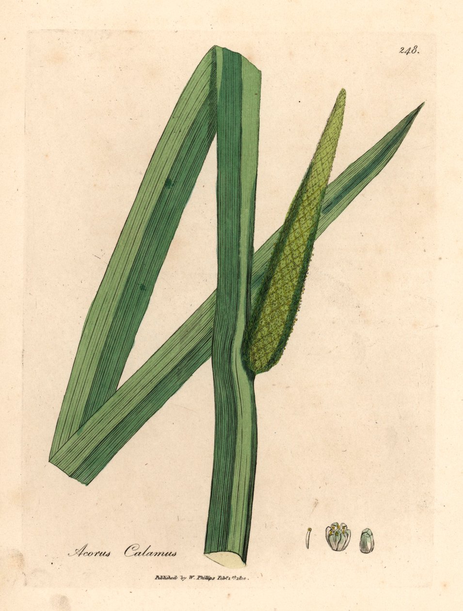 Søtt flagg, Acorus calamus, fra en botanisk illustrasjon av James Sowerby fra William Woodville og Sir William Jackson Hookers "Medical Botany" 1832 (håndfarget kobberstikk) av James (after) Sowerby