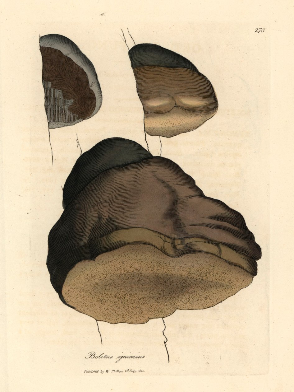 Touchwood boletus eller agaric sopp, Boletus igniarius, fra en botanisk illustrasjon av James Sowerby fra William Woodville og Sir William Jackson Hookers "Medical Botany" 1832 (håndfarget kobberstikk) av James (after) Sowerby