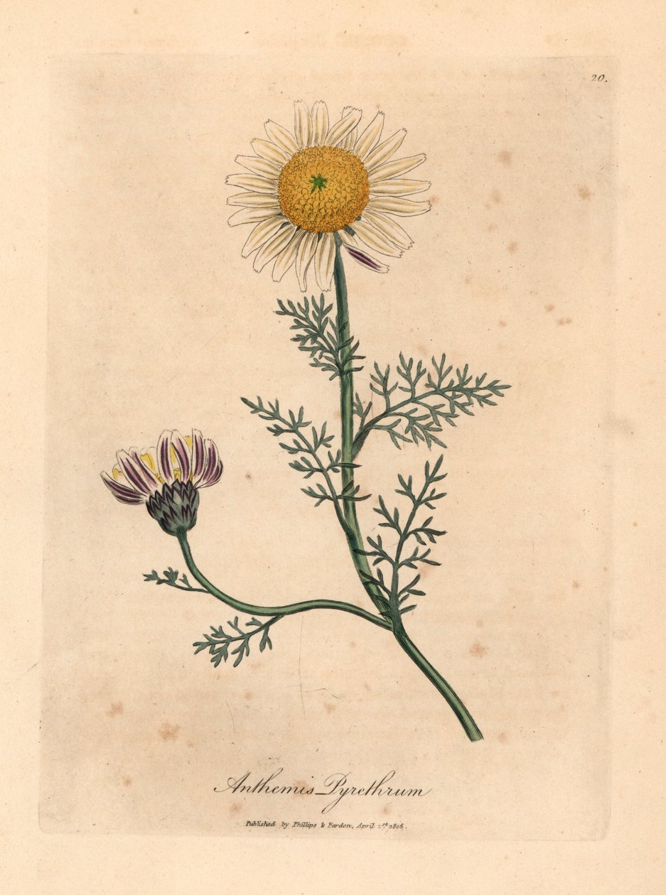Hvit og gul spansk kamille, Anthemis pyrethrum, fra en botanisk illustrasjon av James Sowerby fra William Woodville og Sir William Jackson Hookers "Medical Botany" 1832 (håndfarget kobberstikk) av James (after) Sowerby