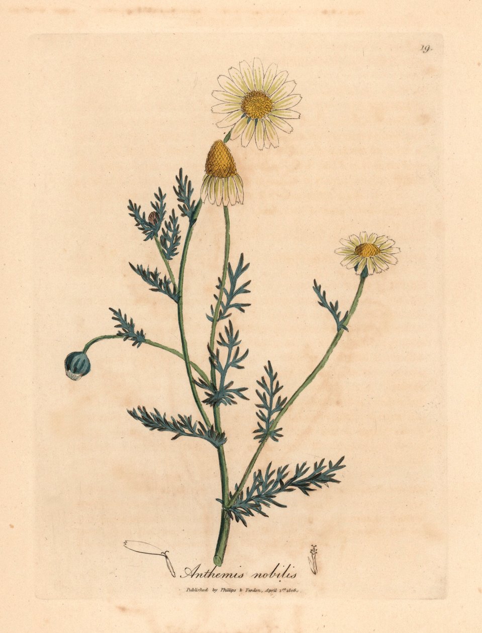 Hvit og gul blomstret kamille, Anthemis nobilis, fra en botanisk illustrasjon av James Sowerby fra William Woodville og Sir William Jackson Hookers "Medical Botany" 1832 (håndfarget kobberstikk) av James (after) Sowerby