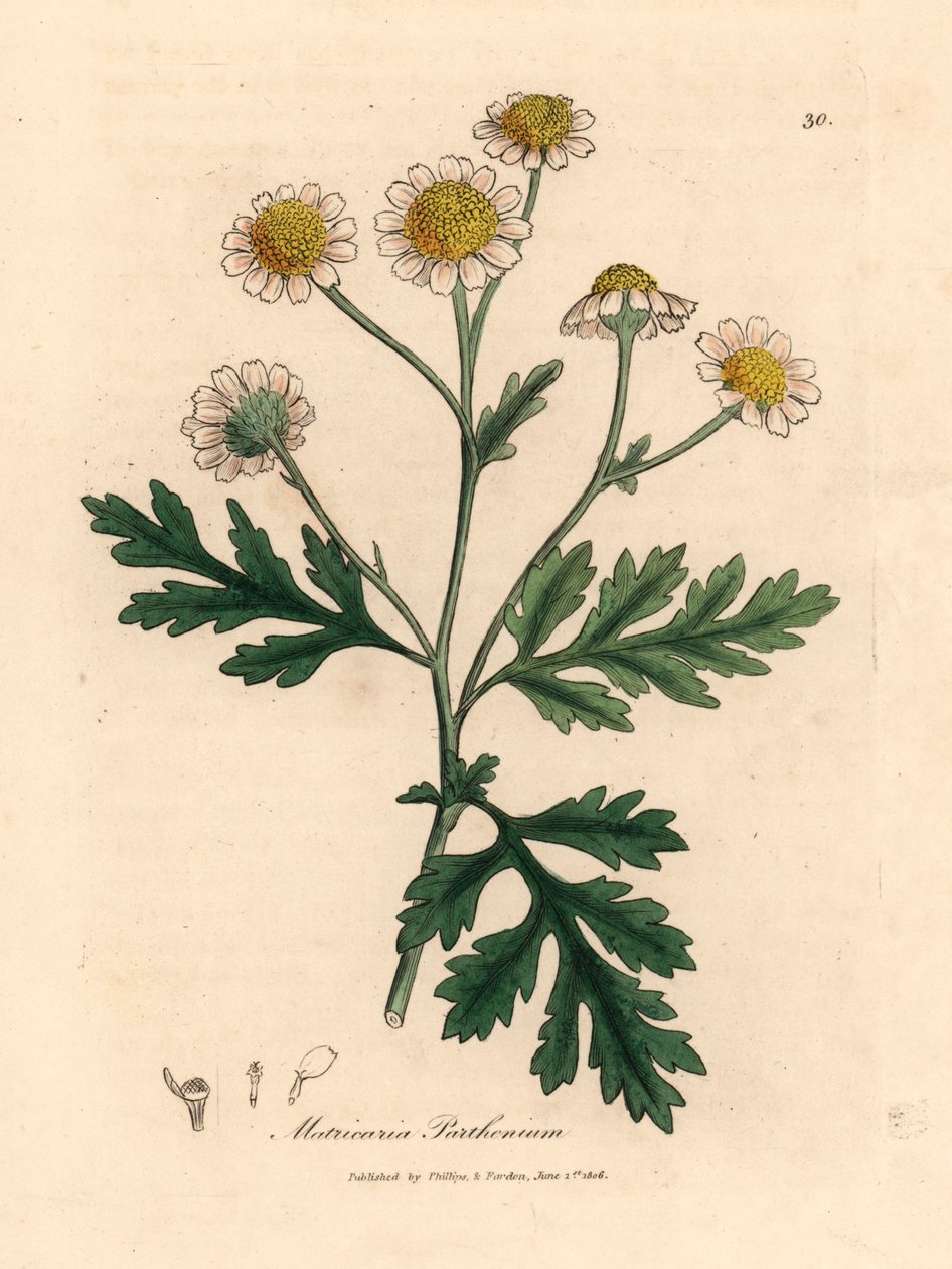 Hvit- og gulblomstret feber, Matricaria parthenium, fra en botanisk illustrasjon av James Sowerby fra William Woodville og Sir William Jackson Hookers "Medical Botany" 1832 (håndfarget kobberstikk) av James (after) Sowerby